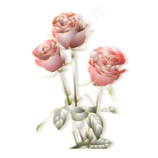 三朵美丽的玫瑰