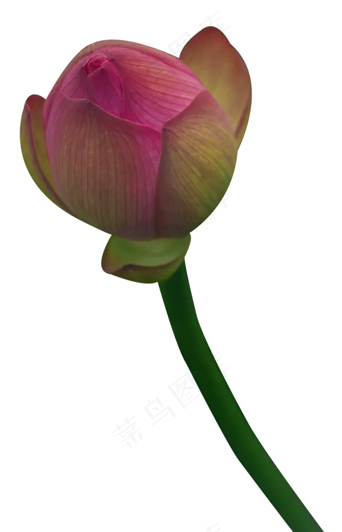 粉红色荷花(2370X3679(DPI:300))psd模版下载