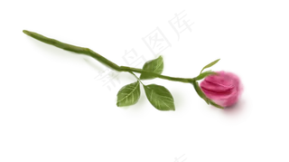 七夕情人节一只玫瑰