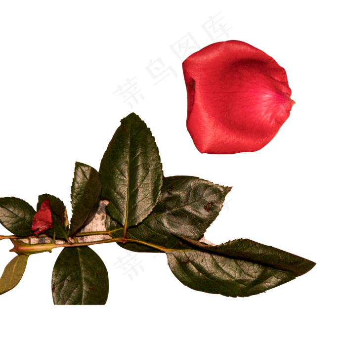 实拍绿色树叶红色玫瑰花瓣