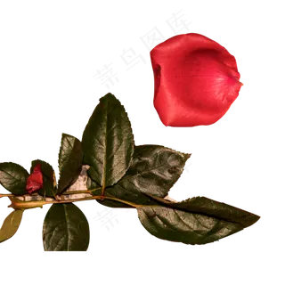 实拍绿色树叶红色玫瑰花瓣