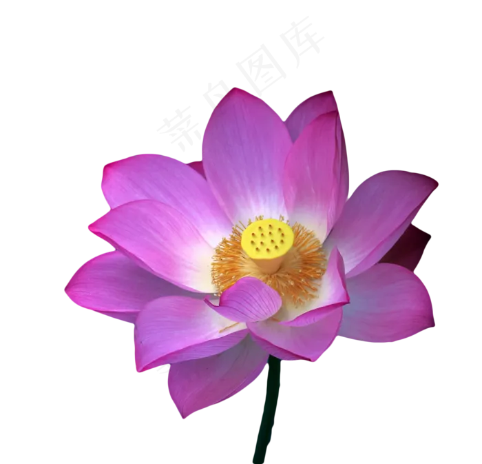 荷花花蕊花瓣