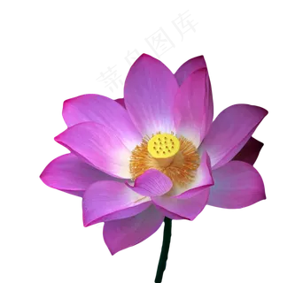 荷花花蕊花瓣 荷花花蕊花瓣
