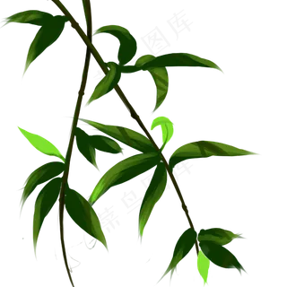 杨柳枝杨柳树春天发芽