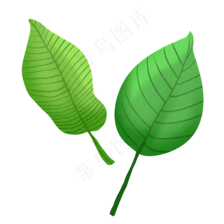 春季植物花纹叶子