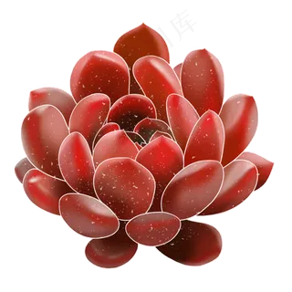 春季水彩植物多肉