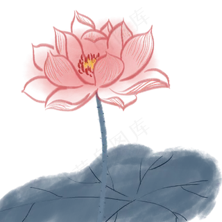 粉色荷花植物