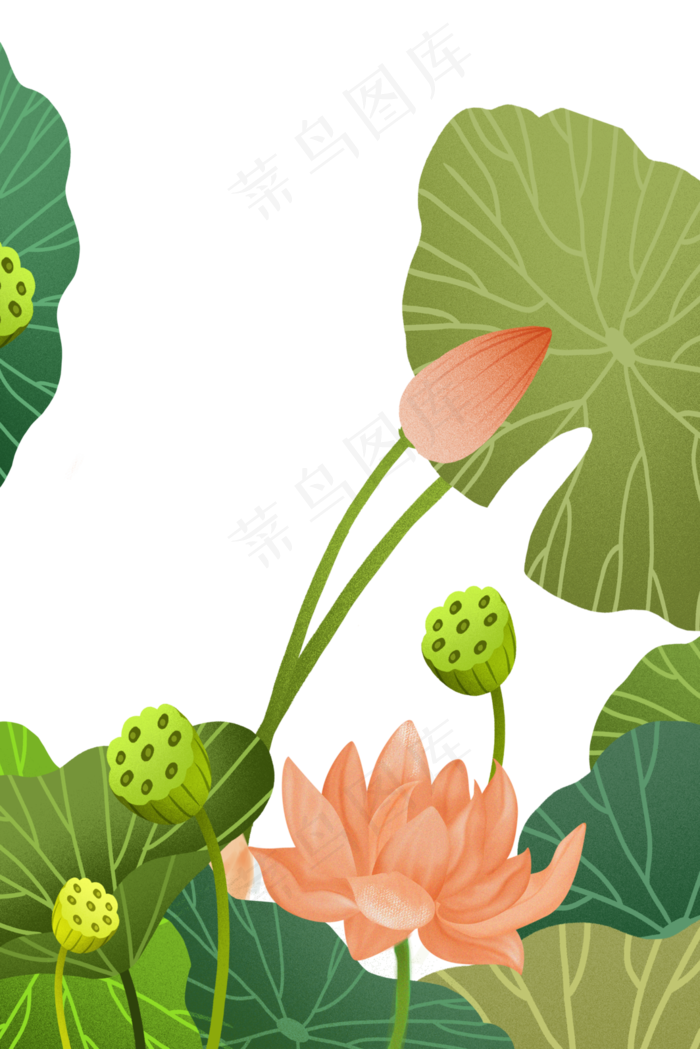 水生植物荷花荷叶莲心(3545X5315(DPI:300))psd模版下载