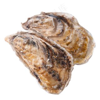 浅褐色生蚝,免抠元素