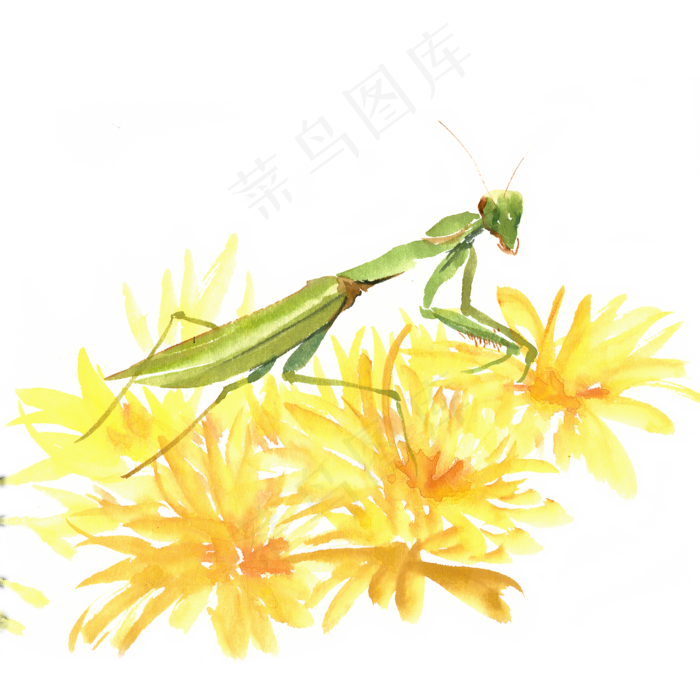 黄花上的螳螂(4724X4724(DPI:300))psd模版下载