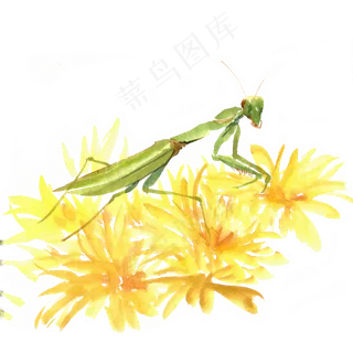 黄花上的螳螂