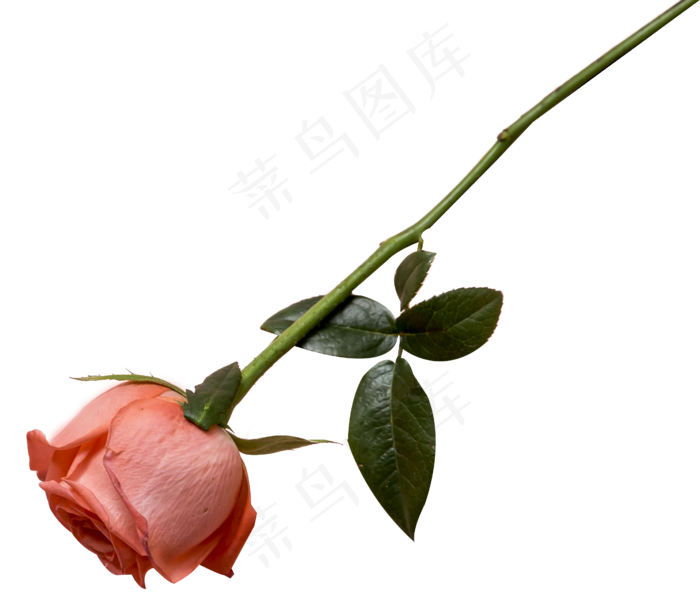 一枝粉色的玫瑰花