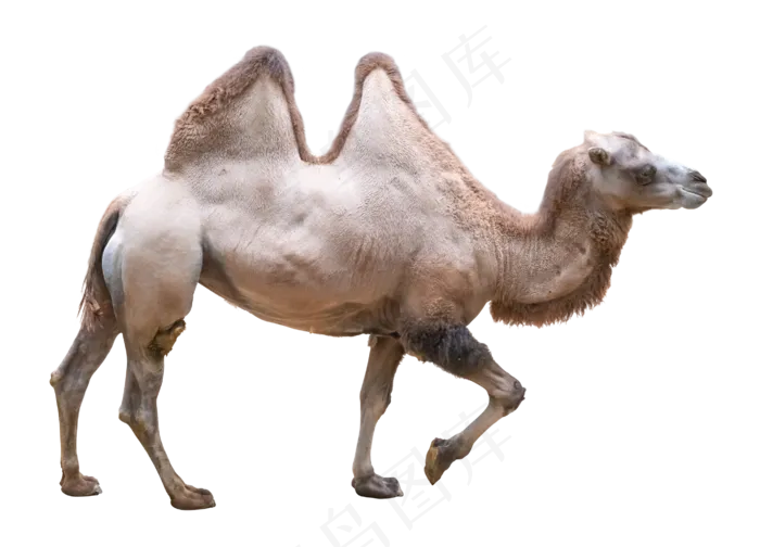 动物骆驼,免抠元素(2776*2000px 300 dpi )