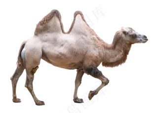 动物骆驼,免抠元素