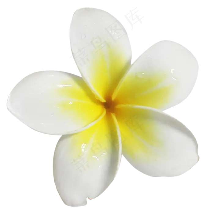 夏日鸡蛋花