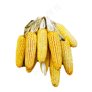 农作物玉米,免抠元素