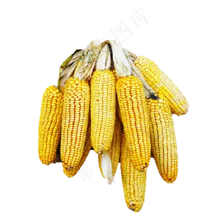 农作物玉米,免抠元素