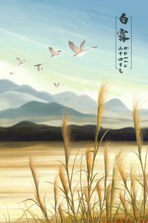 二十四节气白露芦苇地
