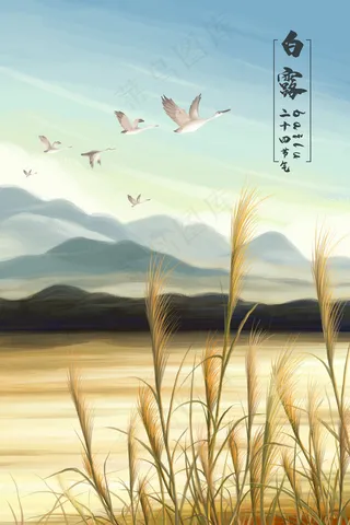 二十四节气白露芦苇地