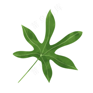 手绘八角金盘水彩叶子元素