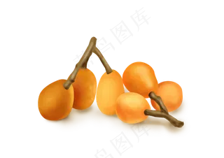 手绘南方水果枇杷