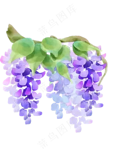 紫色紫藤花花藤
