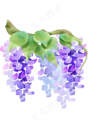 紫色紫藤花花藤
