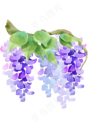 紫色紫藤花花藤