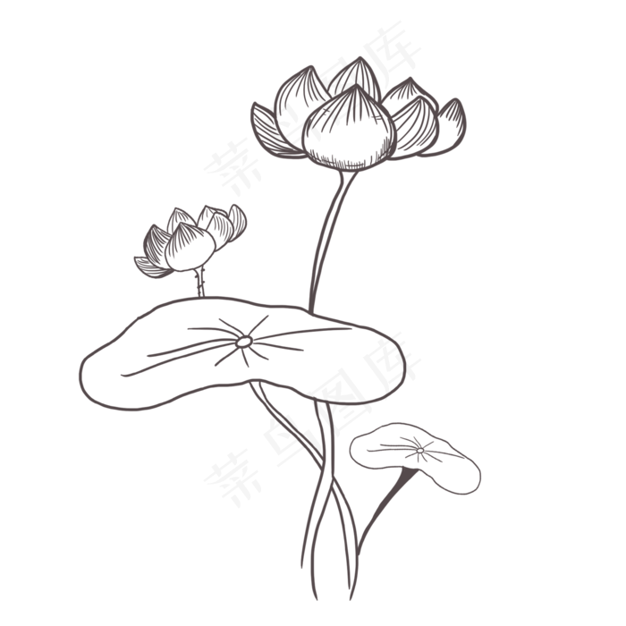 线条睡莲儿