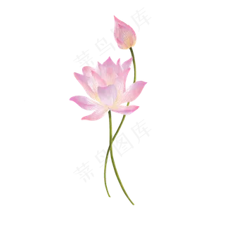 夏天里的荷花与花苞