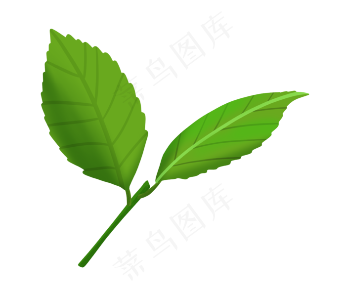 绿色的树叶叶子插画