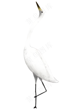 白鹭野生动物,免抠元素