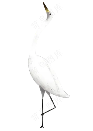 白鹭野生动物,免抠元素