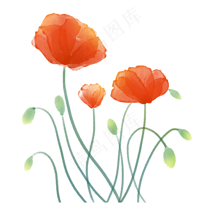 水彩罂粟花(2500X2500(DPI:300))psd模版下载