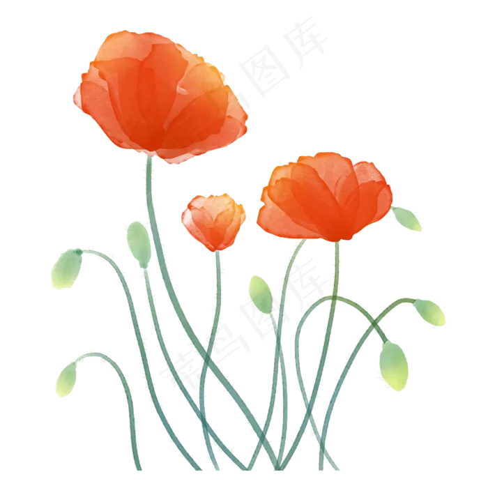 水彩罂粟花(2500X2500(DPI:300))psd模版下载