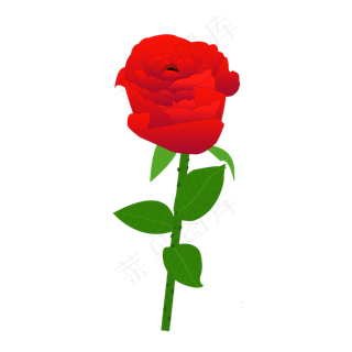 红玫瑰情人节玫瑰花绿叶花茎花朵