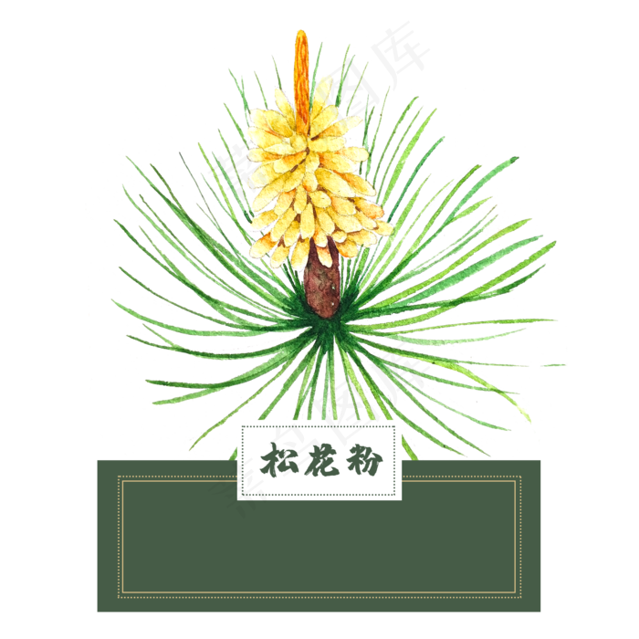 花类中草药松花粉水彩