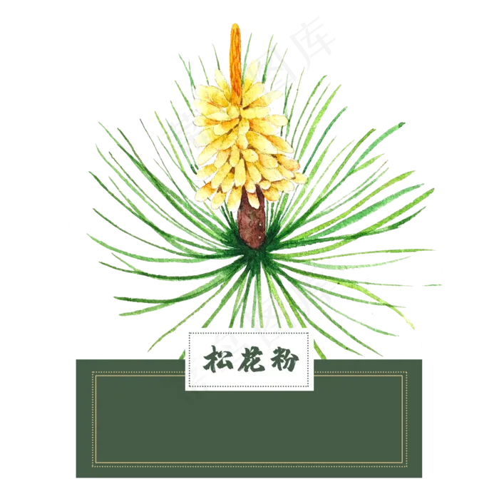 花类中草药松花粉水彩(2500X2500(DPI:300))psd模版下载