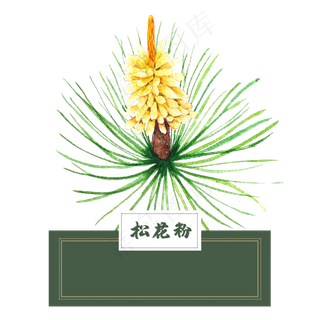花类中草药松花粉水彩