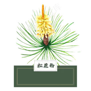 花类中草药松花粉水彩
