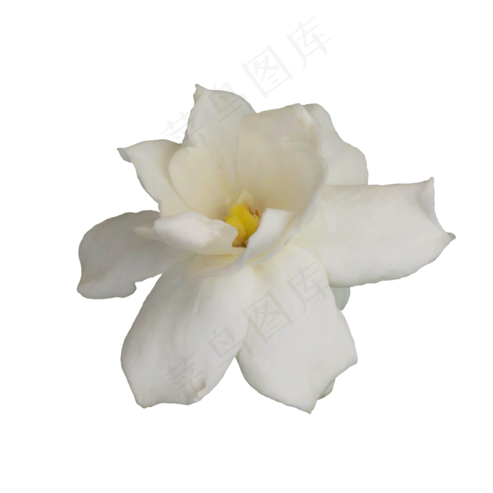 白色栀子花(2000*2000px 300 dpi )