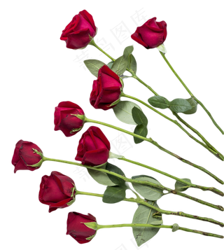 玫瑰花花束情人节