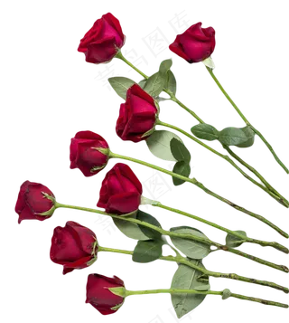 玫瑰花花束情人节