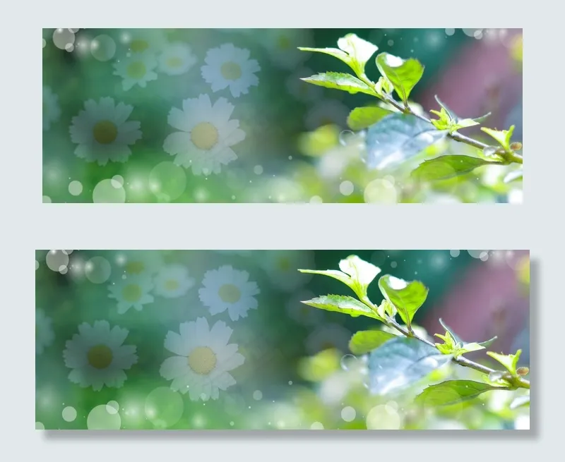 夏日阳光里的植物(1920*700px 	       )psd模版下载
