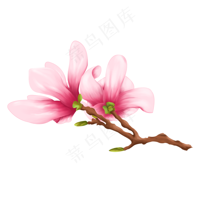 两朵美丽的玉兰花,免抠元素