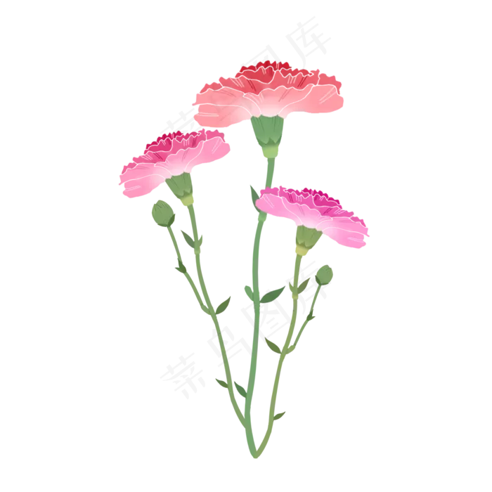 一束康乃馨粉色花(2000X2000(DPI:300))psd模版下载