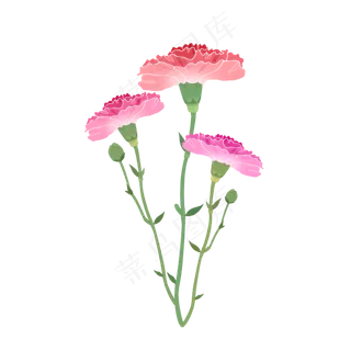 一束康乃馨粉色花