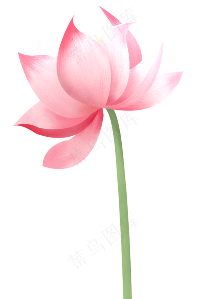荷花花朵图案(1376X2000(DPI:300))psd模版下载