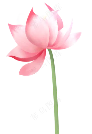 荷花花朵图案