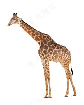 黄色动物长颈鹿,免抠元素